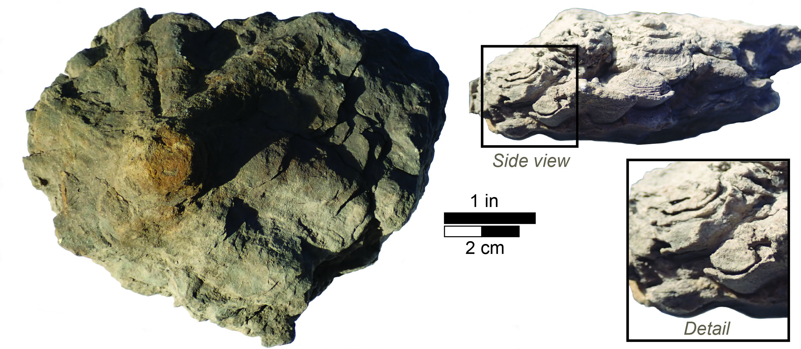 Asterosoma from the Grundy Formation in eastern Kentucky showing details of spreite in lateral burrow fills.